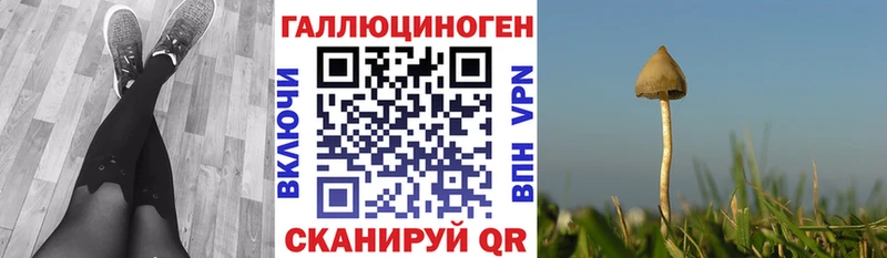 Галлюциногенные грибы Psilocybe  цена наркотик  Лабинск 